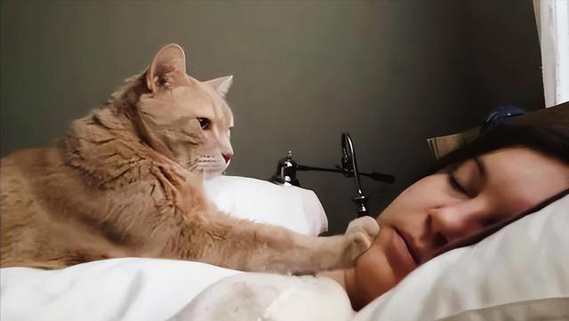 对猫猫来说，喜欢“上床睡”，内心是这样想的