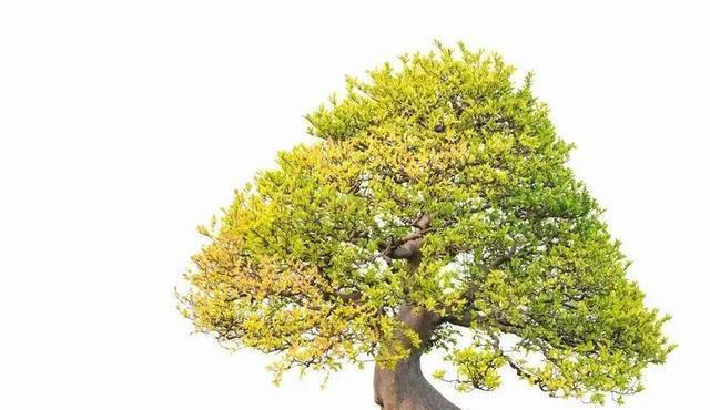10种天生适合当盆景的植物，你认识几种？