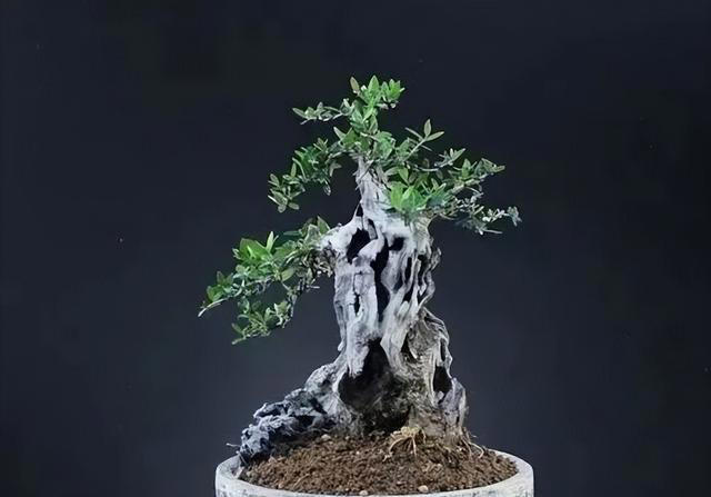10种天生适合当盆景的植物，你认识几种？