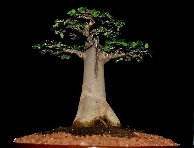 10种天生适合当盆景的植物，你认识几种？