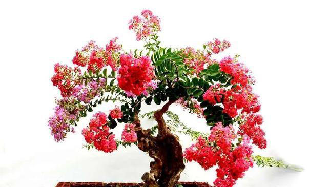 10种天生适合当盆景的植物，你认识几种？