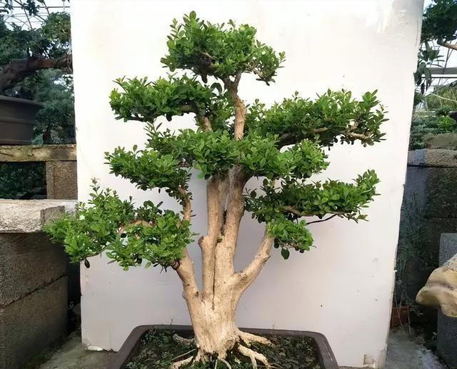 10种天生适合当盆景的植物，你认识几种？