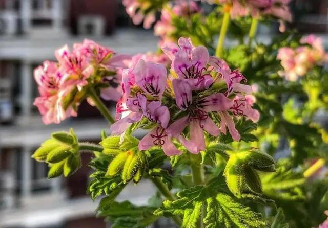 人见人爱的6种花，种一次年年都花赏，开花一茬接一茬