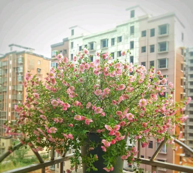 这些花，剪成“光杆”也没事，还能焕然一新，变得更漂亮