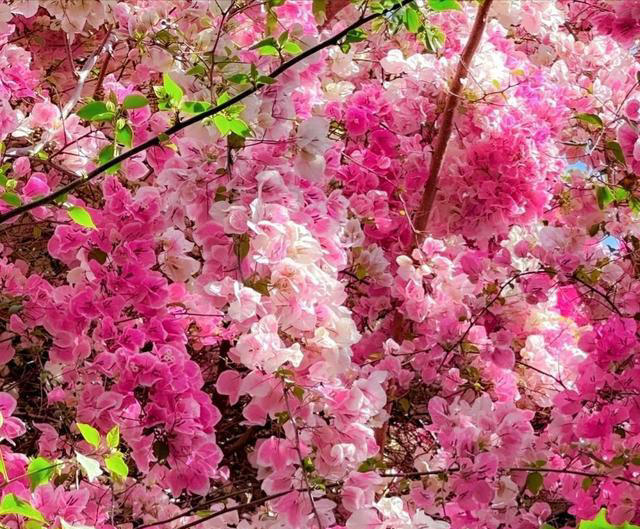 养花10年，分享我养过“最听话”的7种花，个个自带“报恩”基因