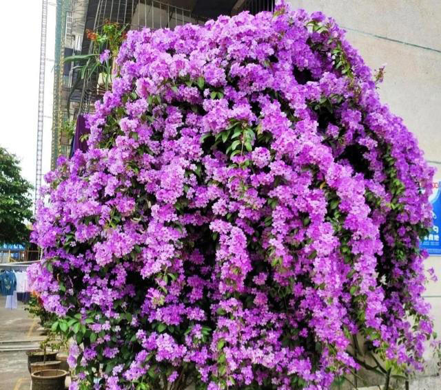 养花10年，分享我养过“最听话”的7种花，个个自带“报恩”基因