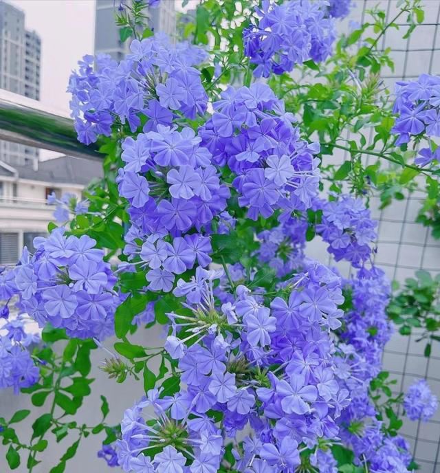 养花10年，分享我养过“最听话”的7种花，个个自带“报恩”基因