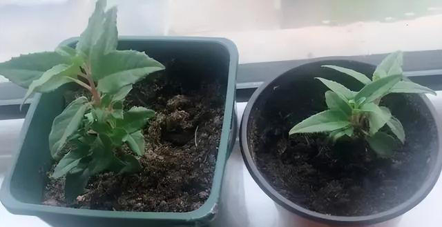 9种花很多人不知道，花市经常见，想养要谨慎