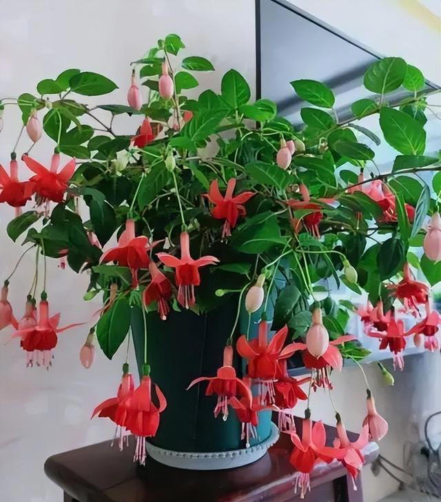 9种花很多人不知道，花市经常见，想养要谨慎