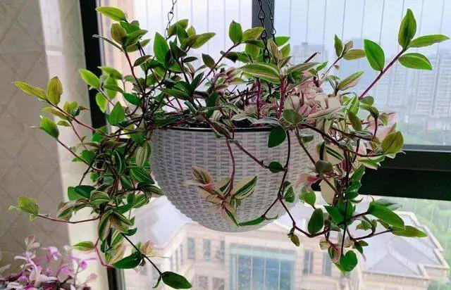 9种花很多人不知道，花市经常见，想养要谨慎