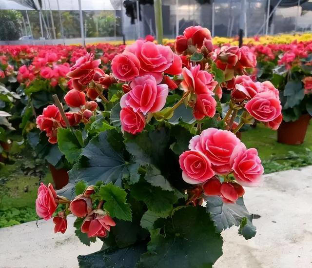 9种花很多人不知道，花市经常见，想养要谨慎