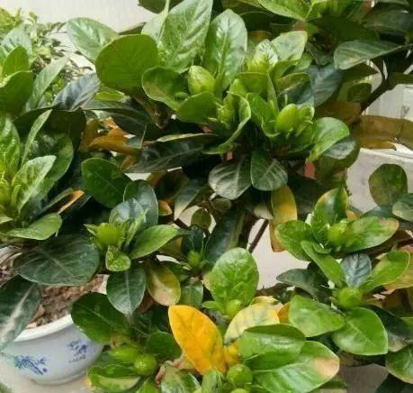 9种花很多人不知道，花市经常见，想养要谨慎