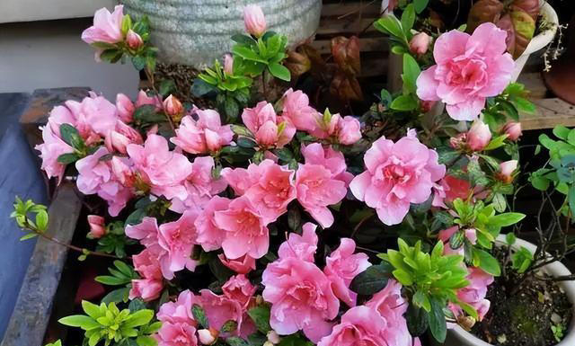 9种花很多人不知道，花市经常见，想养要谨慎