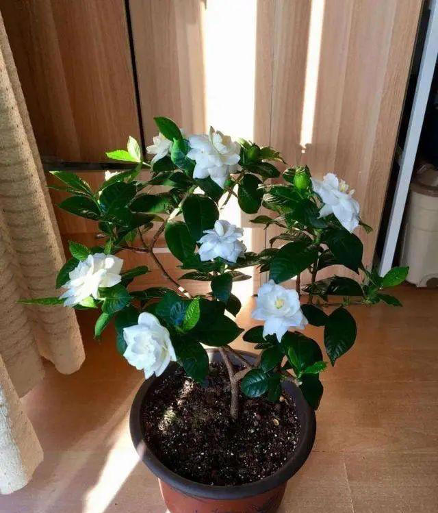 9种花很多人不知道，花市经常见，想养要谨慎