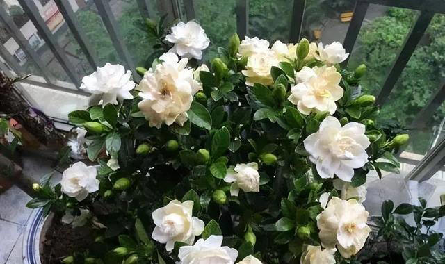 9种花很多人不知道，花市经常见，想养要谨慎
