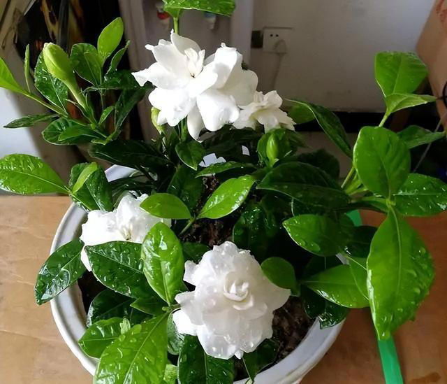 9种花很多人不知道，花市经常见，想养要谨慎