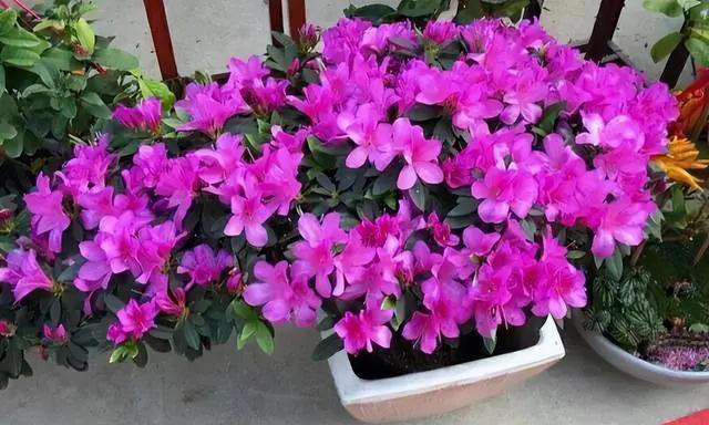 9种花很多人不知道，花市经常见，想养要谨慎