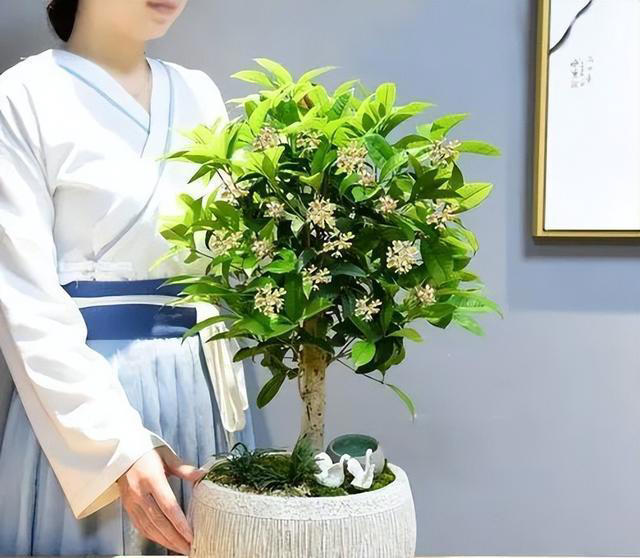 9种花很多人不知道，花市经常见，想养要谨慎