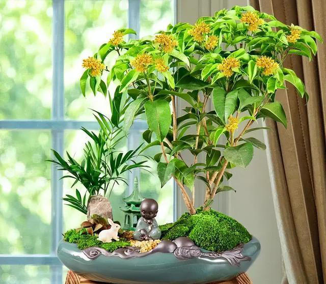 9种花很多人不知道，花市经常见，想养要谨慎