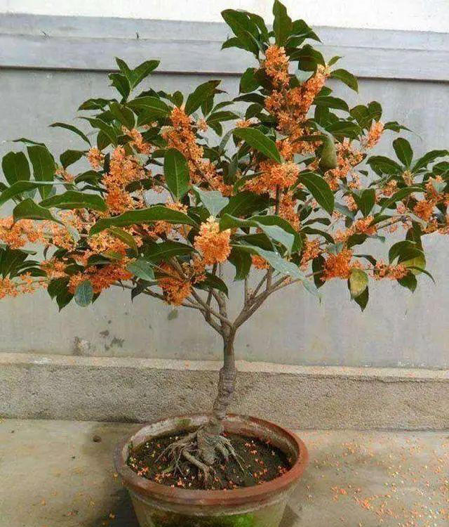 9种花很多人不知道，花市经常见，想养要谨慎