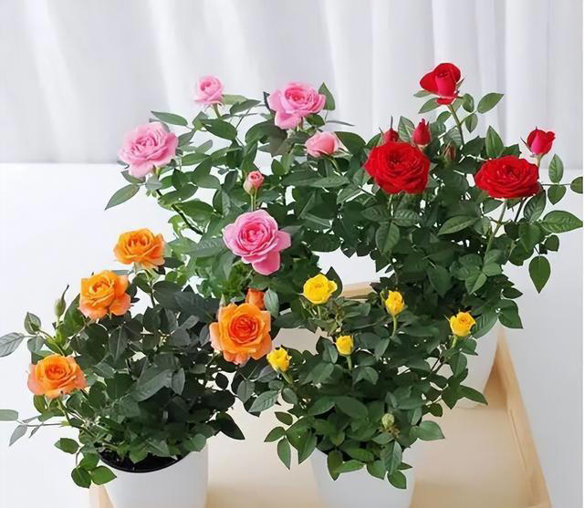 9种花很多人不知道，花市经常见，想养要谨慎