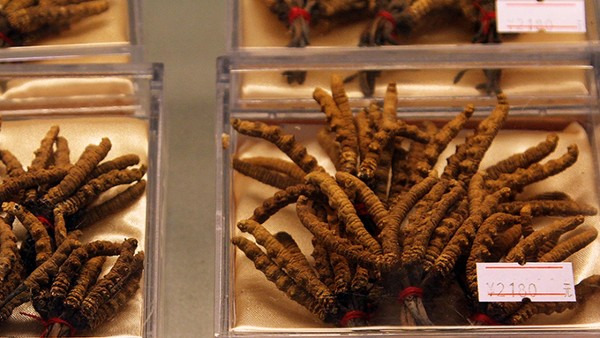 冬虫夏草的功效与作用及食用方法