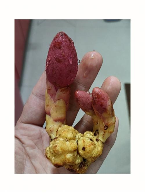 回春草的功效与作用