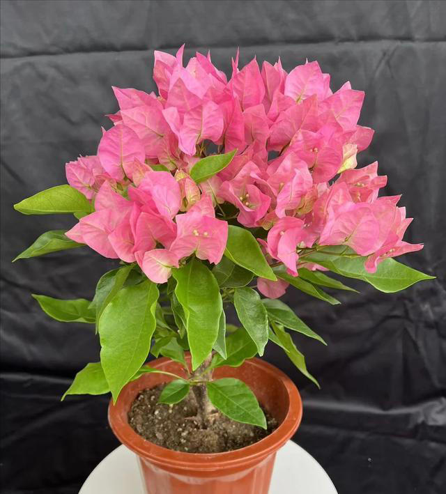 三角梅不开花？1个经典“催花法”，满头挤花苞，开到明年5月底