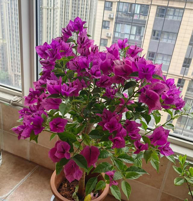 三角梅不开花？1个经典“催花法”，满头挤花苞，开到明年5月底