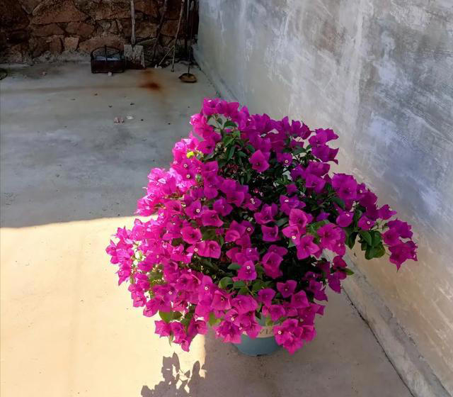 三角梅不开花？1个经典“催花法”，满头挤花苞，开到明年5月底