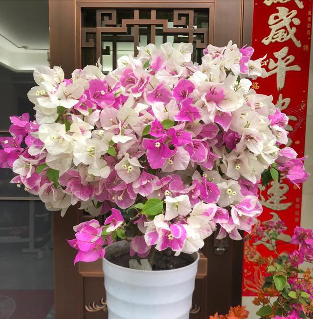 三角梅不开花？1个经典“催花法”，满头挤花苞，开到明年5月底