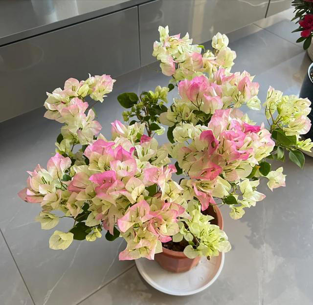 三角梅不开花？1个经典“催花法”，满头挤花苞，开到明年5月底