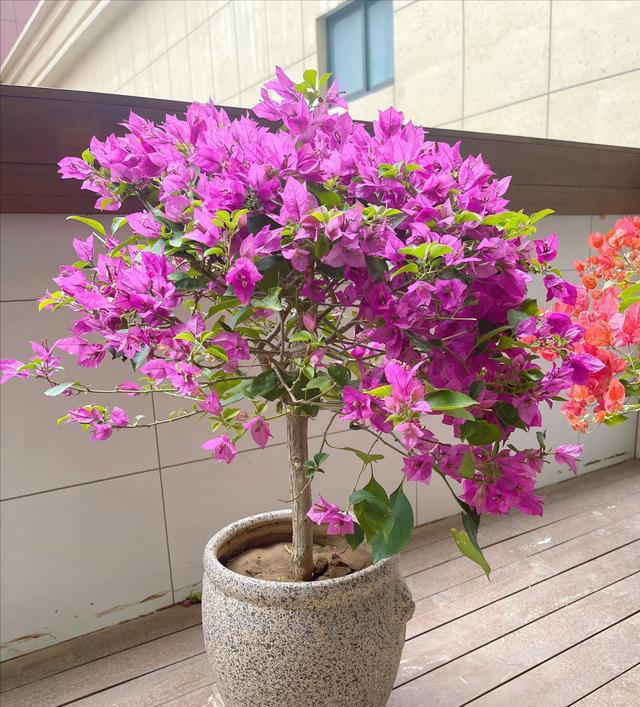 三角梅不开花？1个经典“催花法”，满头挤花苞，开到明年5月底