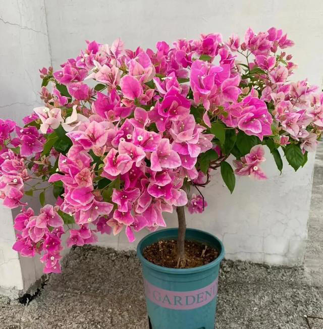 三角梅不开花？1个经典“催花法”，满头挤花苞，开到明年5月底