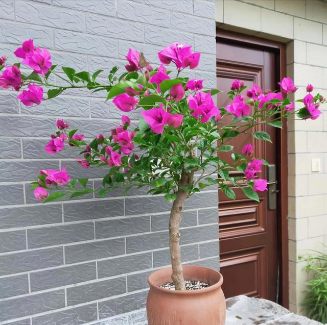 三角梅不开花? 1个经典“催花法”，满头挤花苞，开到明年5月底