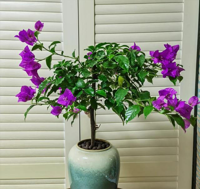 三角梅不开花？1个经典“催花法”，满头挤花苞，开到明年5月底