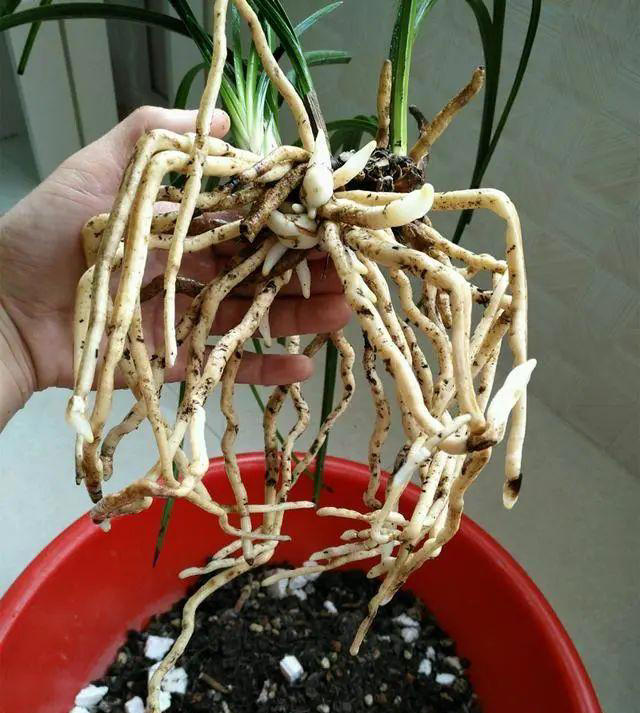 养兰花有“5怕”，知道它怕什么，尽量避免就好了
