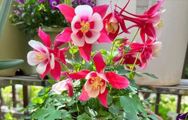 8种不为人知的“小众”花卉，盆栽养起来太美了，适合品位高的人