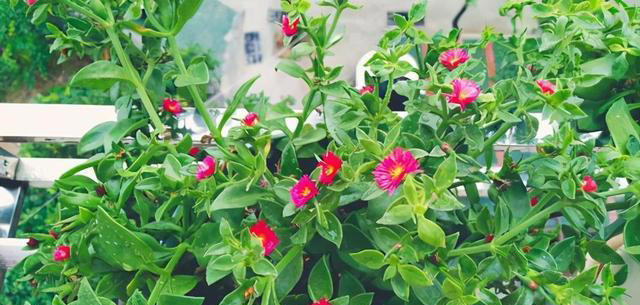 4种花能观赏能养人，建议养几盆，好看又利于健康