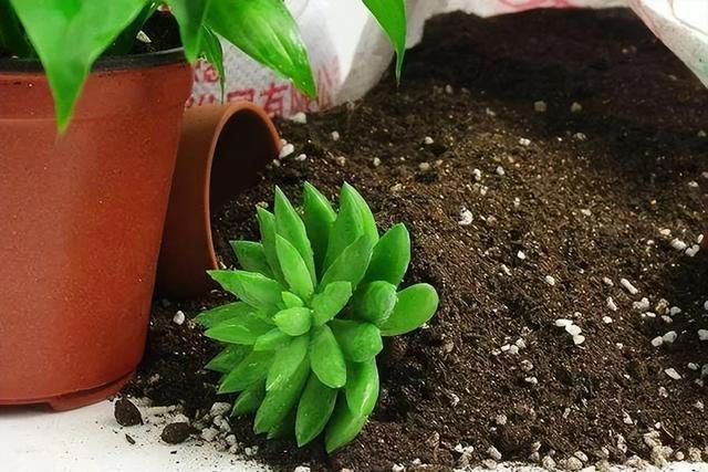 土壤是养花的关键，教你制作一盆肥沃的土壤，养啥旺啥！