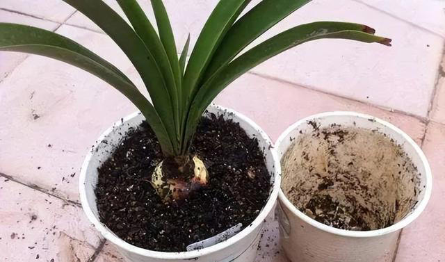 土壤是养花的关键，教你制作一盆肥沃的土壤，养啥旺啥！