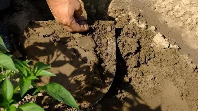 土壤是养花的关键，教你制作一盆肥沃的土壤，养啥旺啥！