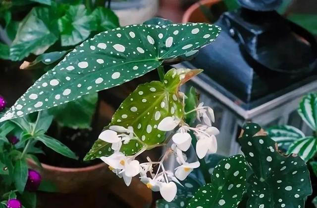 这6种花耐阴好养，大气又吉祥，适合新手！