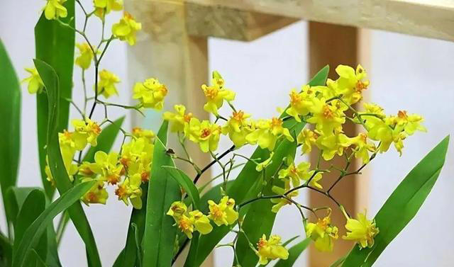 这6种花耐阴好养，大气又吉祥，适合新手！