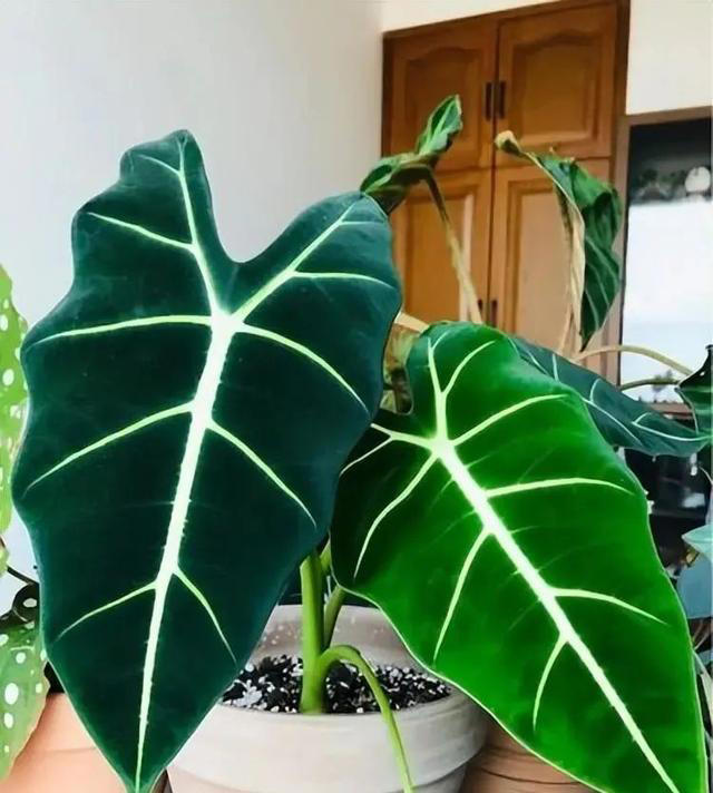 这6种花耐阴好养，大气又吉祥，适合新手！