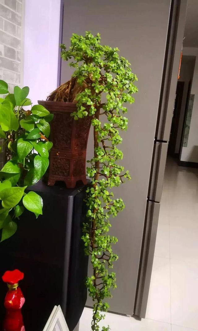 公认好养的五种花，美轮美奂又大气，更能养成老桩，越养越值钱！