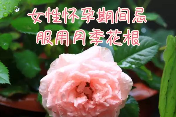 月季花根的功效与作用及禁忌有哪些?
