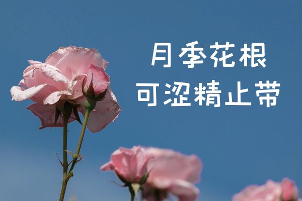 月季花根的功效与作用及禁忌有哪些?