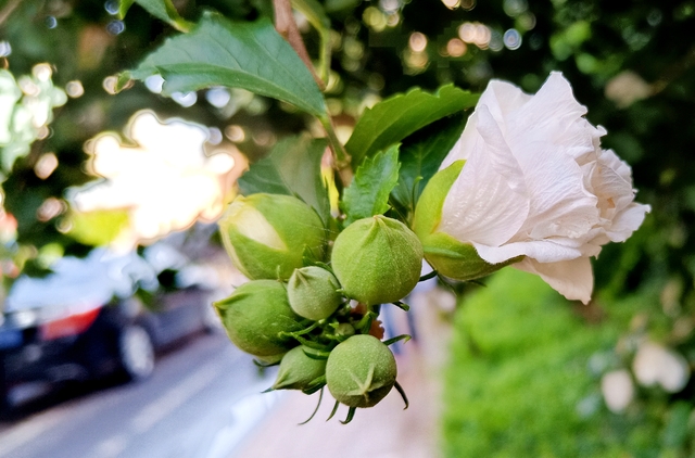 舌苔发黄怎么调理改善?舌苔发黄天天跑步能改善吗?来看看怎么说!