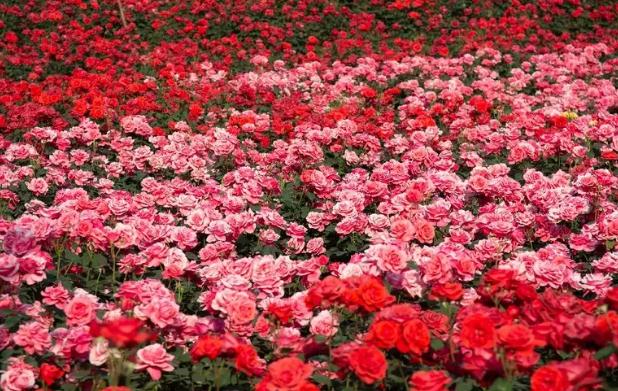 玫瑰花的功效主治有哪些?玫瑰花泡水喝的禁忌有哪些?